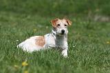 JACK RUSSEL 146